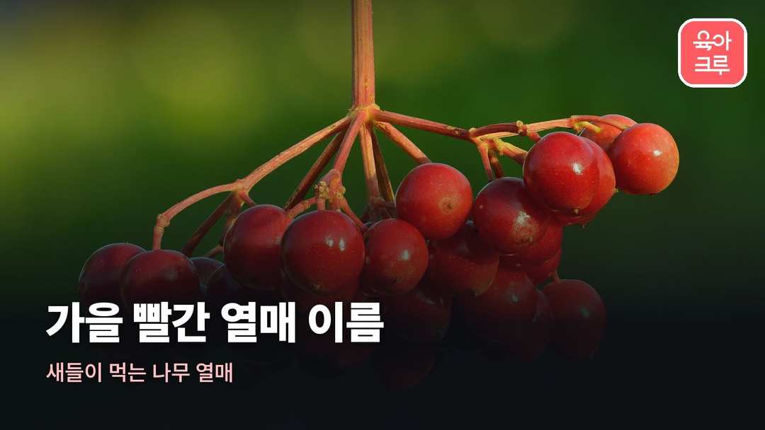 가을 열매 종류 커버 사진