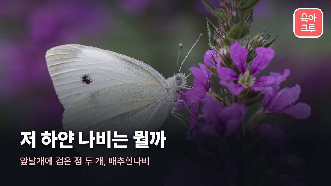 나비 종류 커버 사진