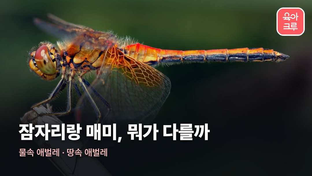 잠자리 매미 차이 커버 사진