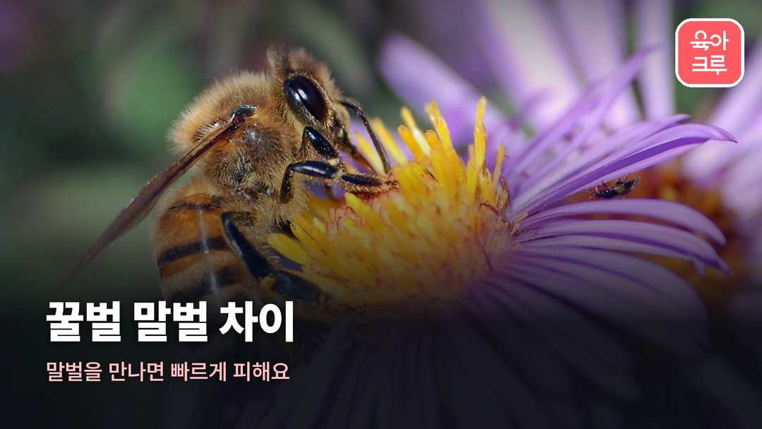 꿀벌 말벌 차이 커버 사진