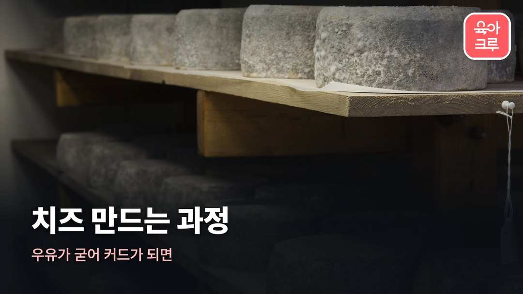 치즈 만드는 과정 커버 사진