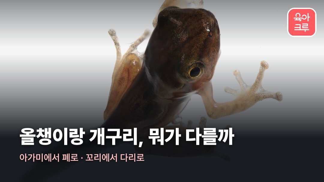 올챙이 개구리 차이 커버 사진