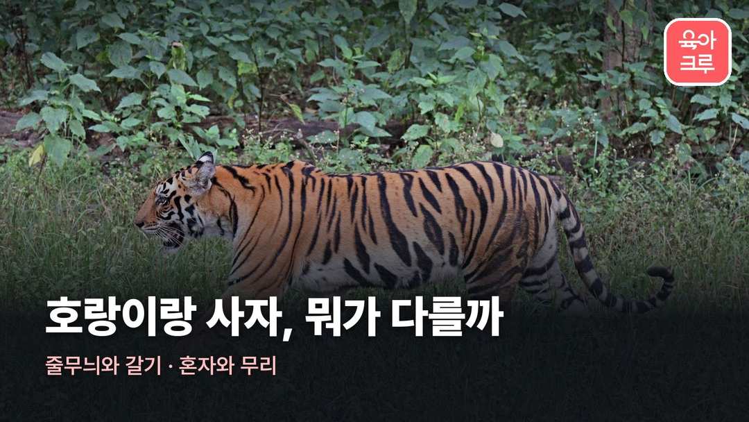 호랑이 사자 차이 커버 사진