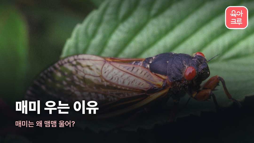 매미 우는 이유 커버 사진