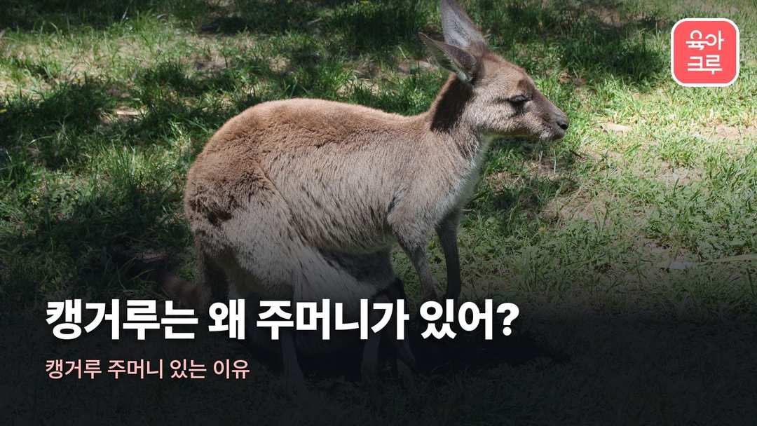 캥거루 주머니 있는 이유