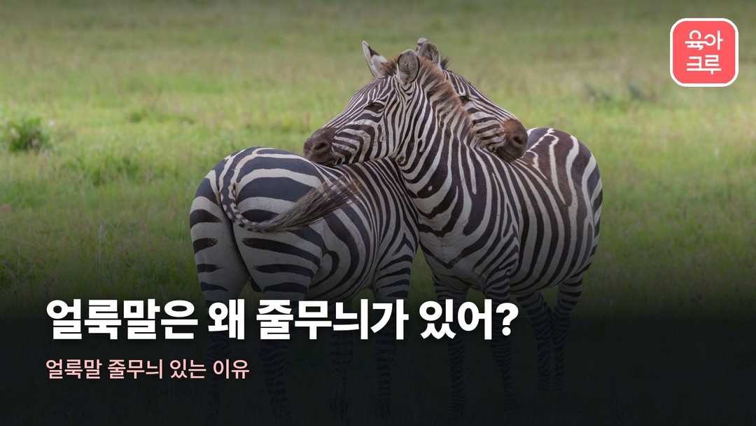 얼룩말 줄무늬 있는 이유