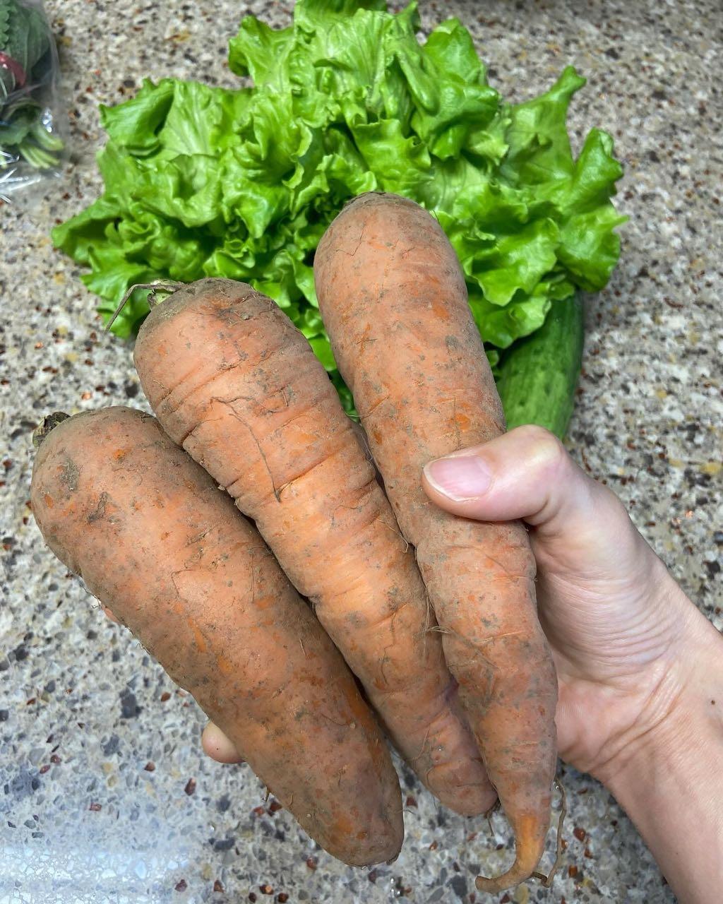 크루톡 이미지 3