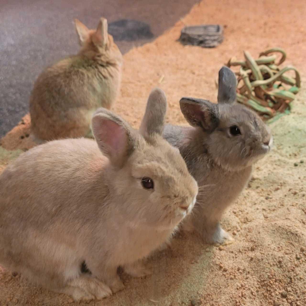 크루톡 이미지