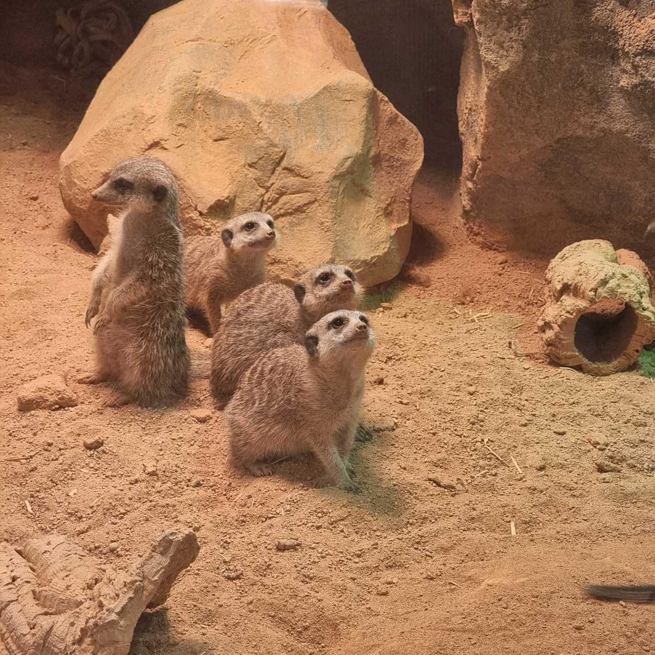 크루톡 이미지