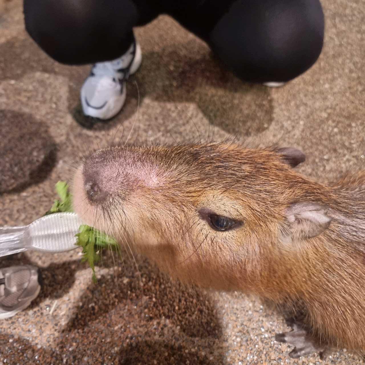 크루톡 이미지