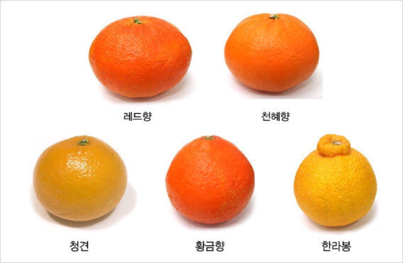 크루톡 이미지