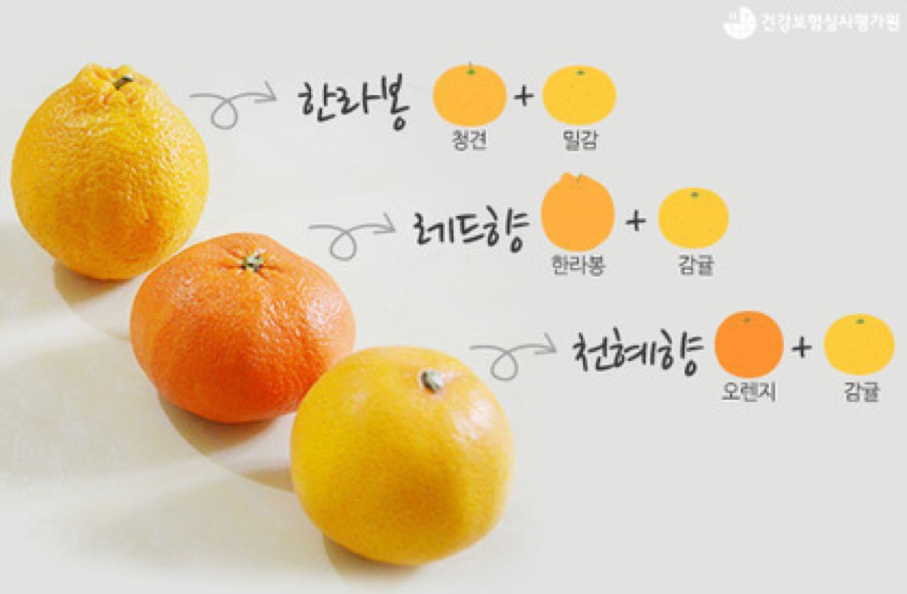 크루톡 이미지