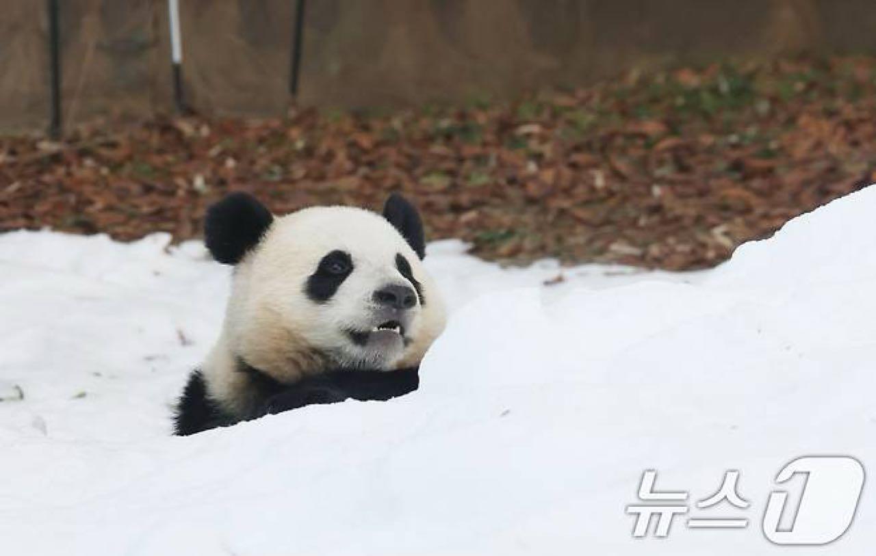 크루톡 이미지 4