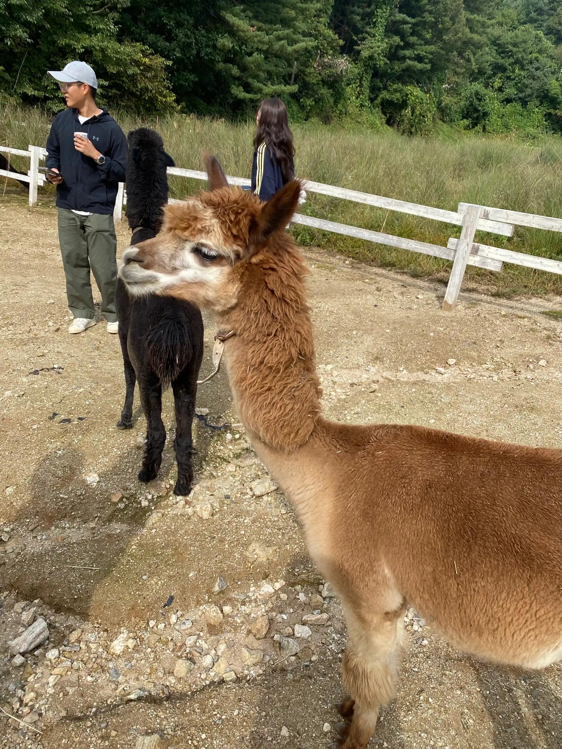 크루톡 이미지 2