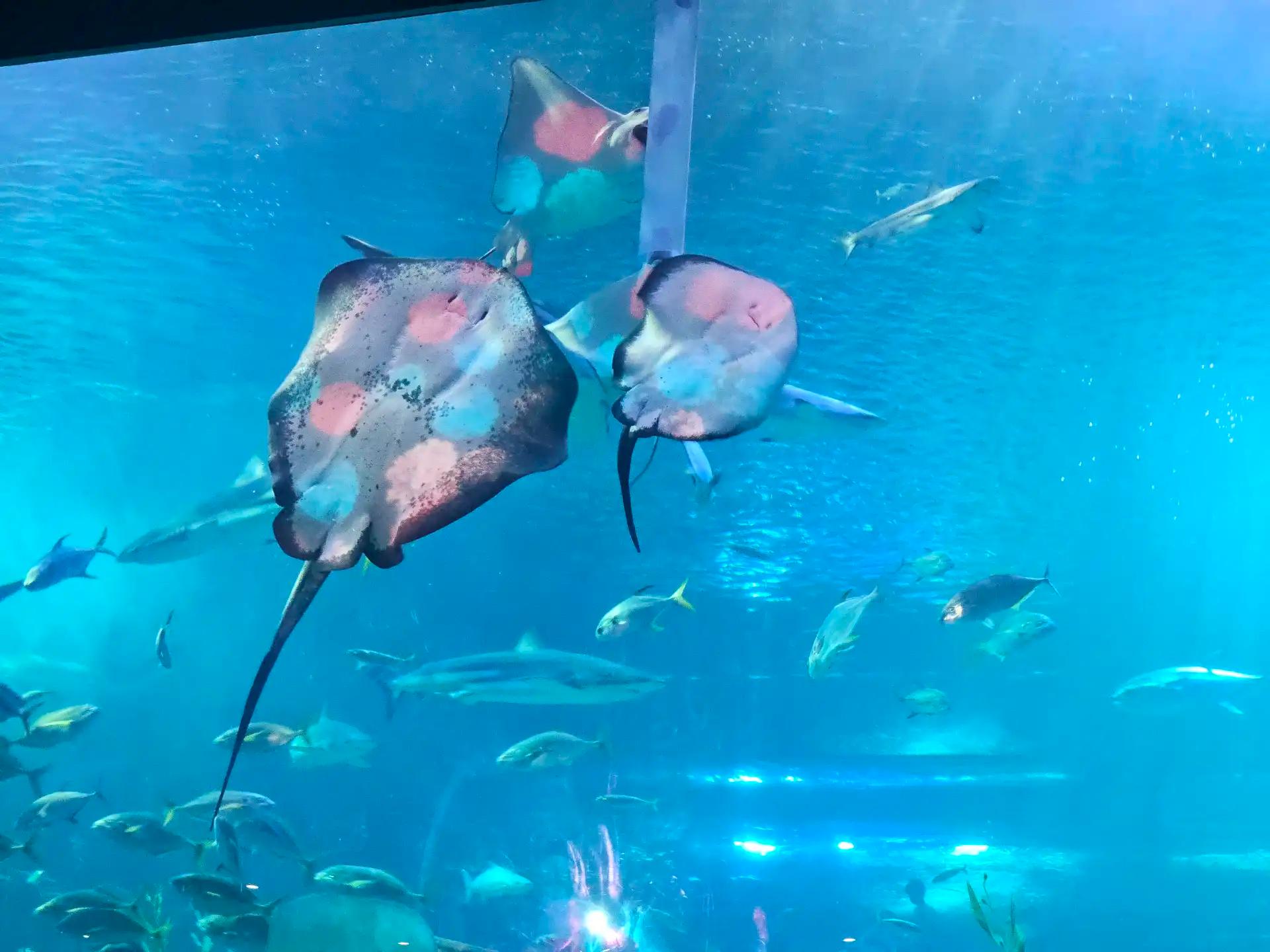 크루톡 이미지 1