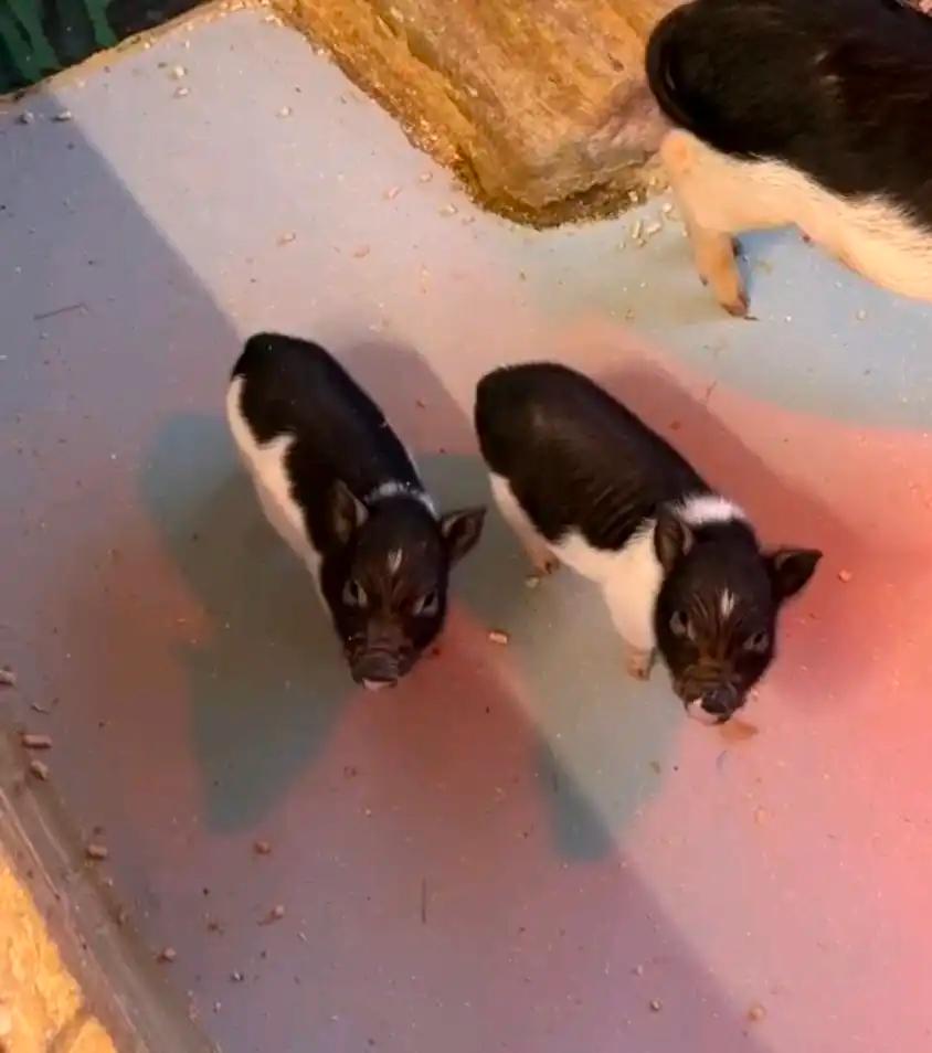 크루톡 이미지 2