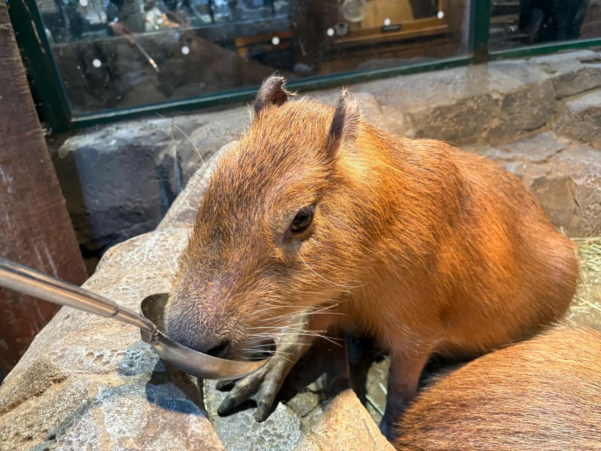 크루톡 이미지 7