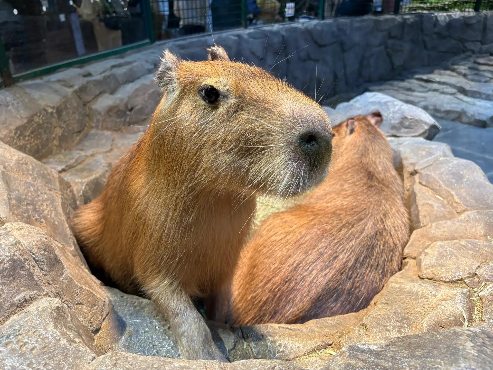 크루톡 이미지 8