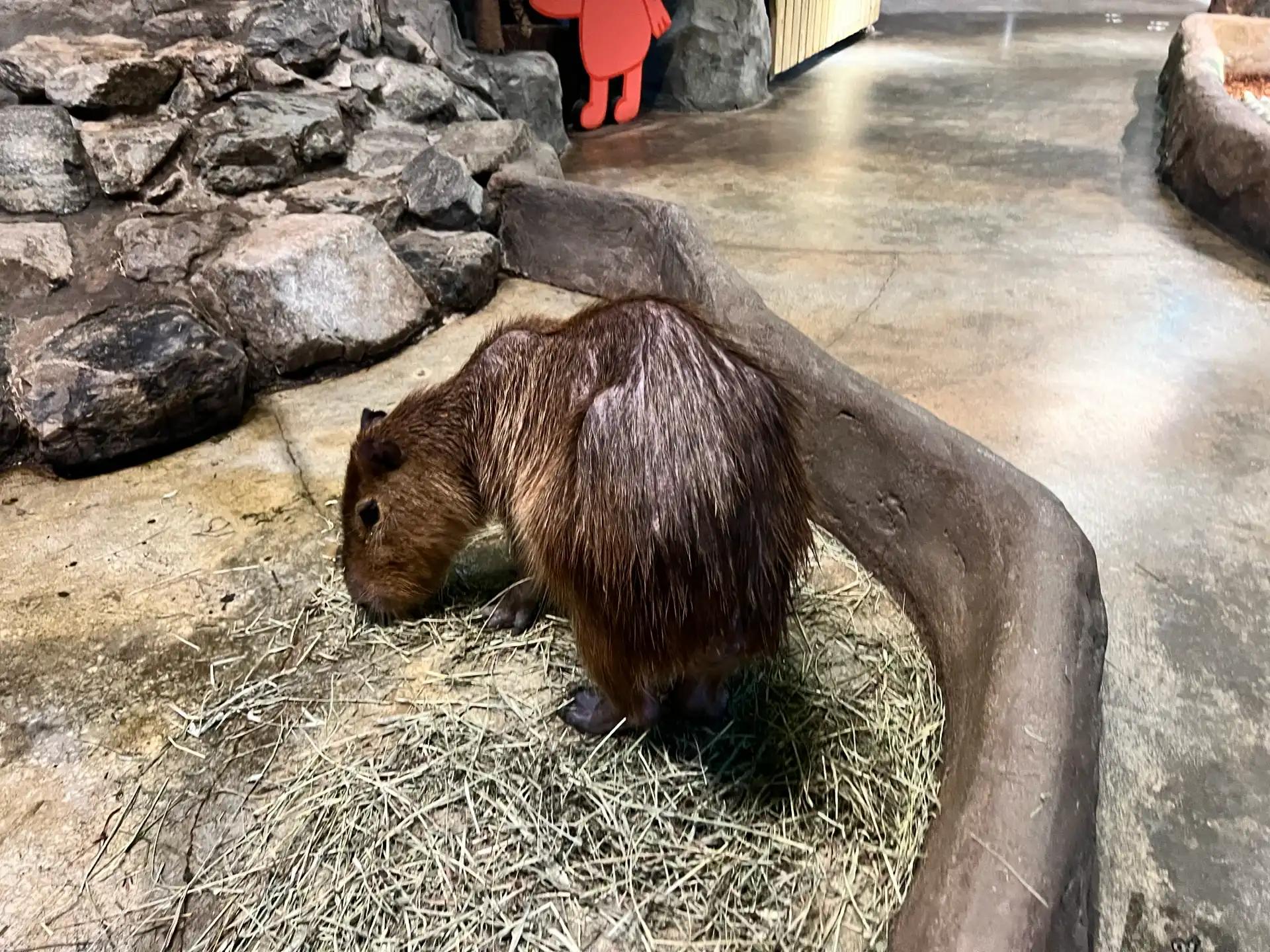 크루톡 이미지 5