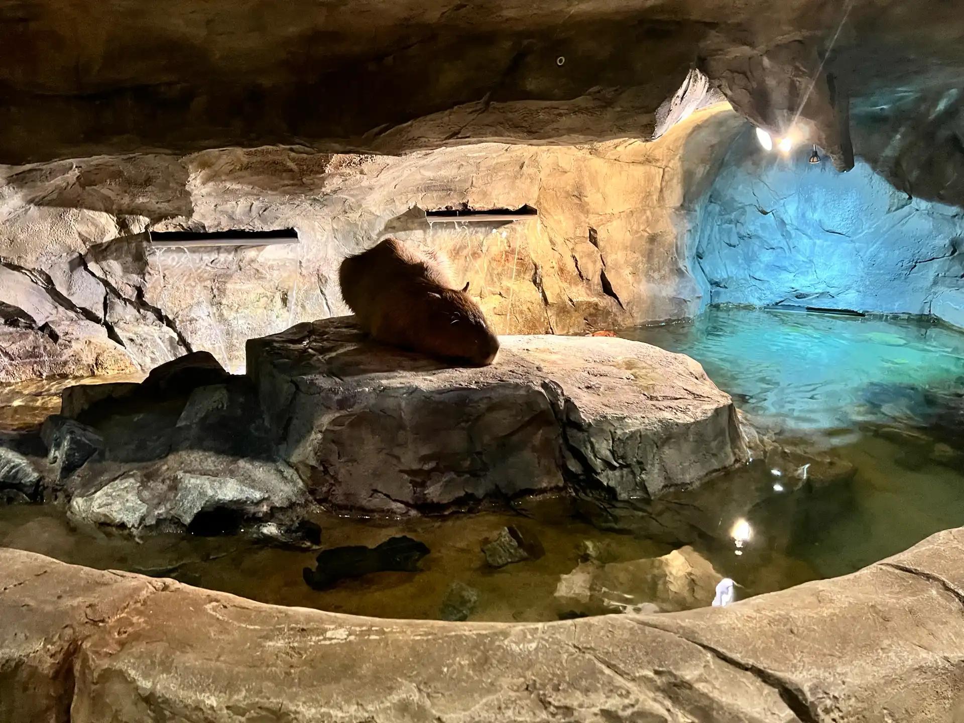 크루톡 이미지 6