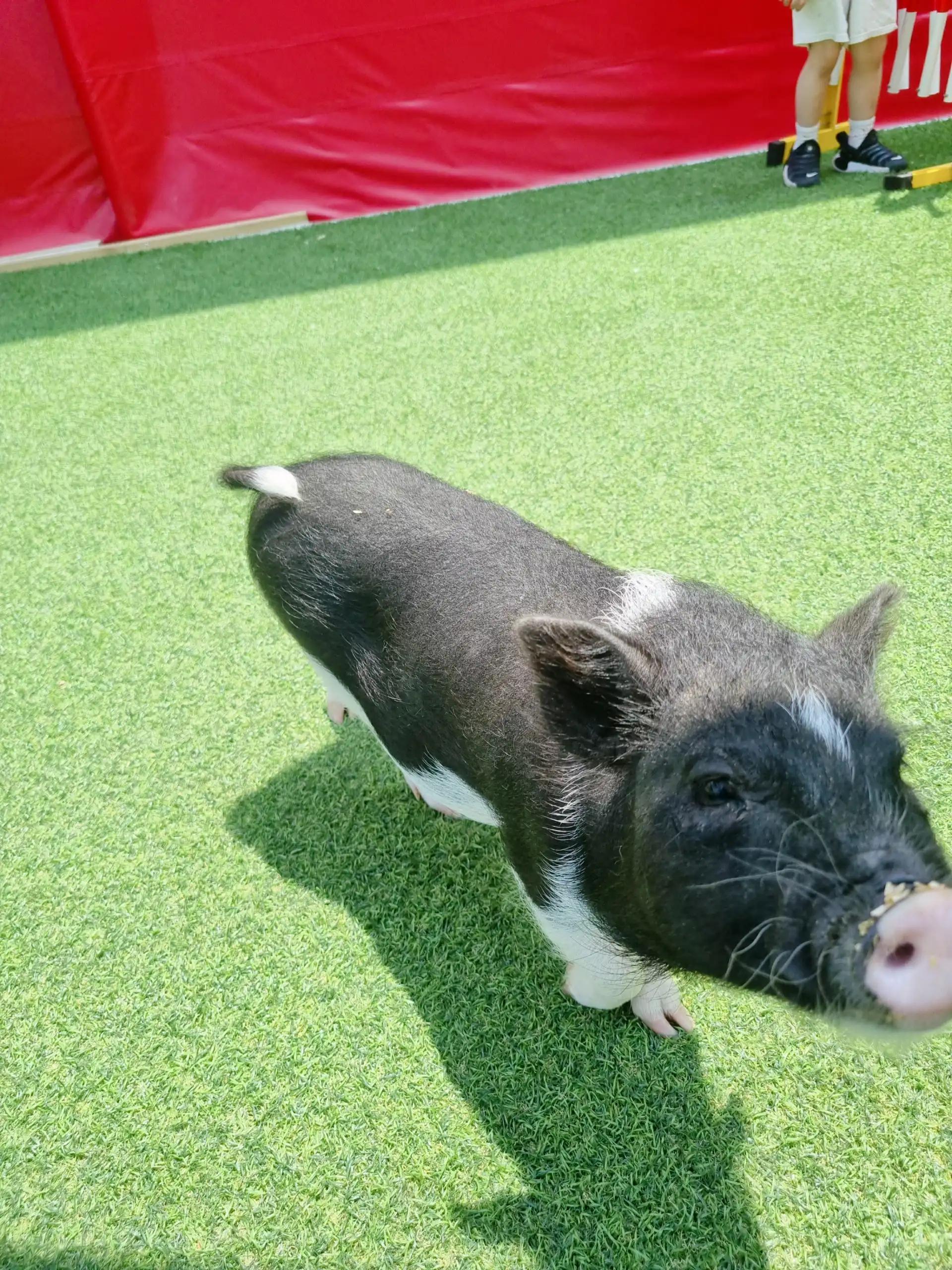크루톡 이미지