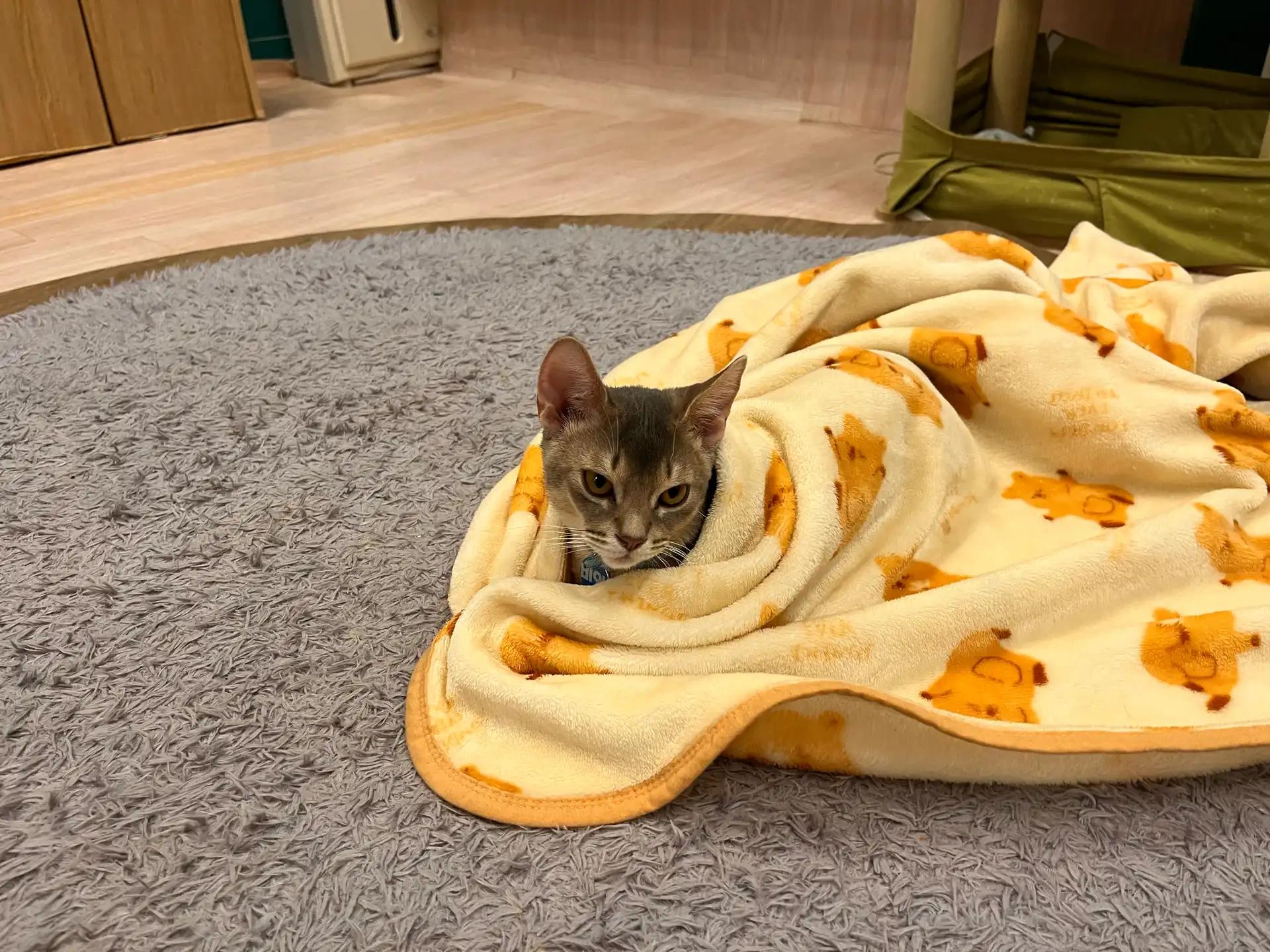 크루톡 이미지