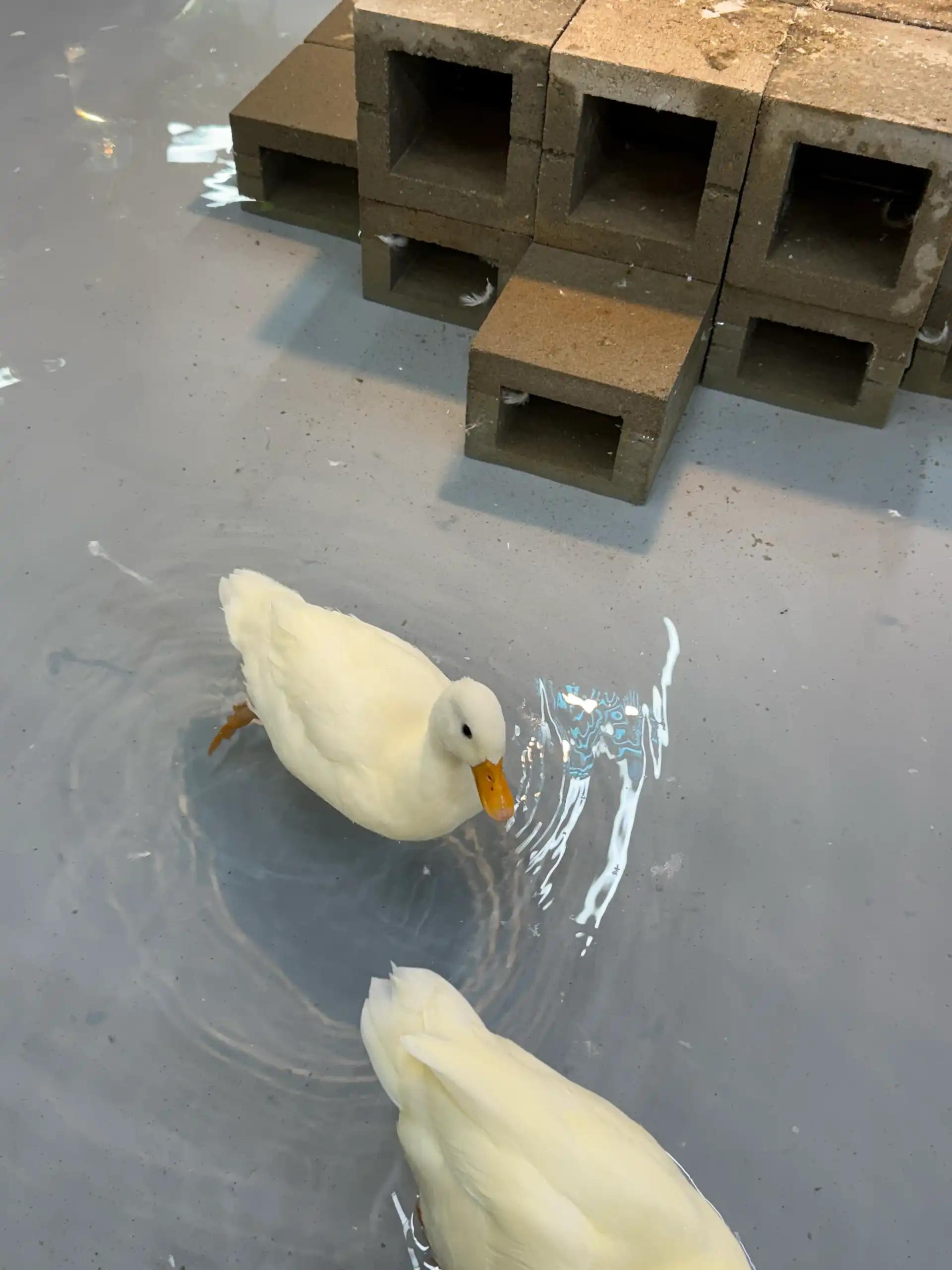 크루톡 이미지 2