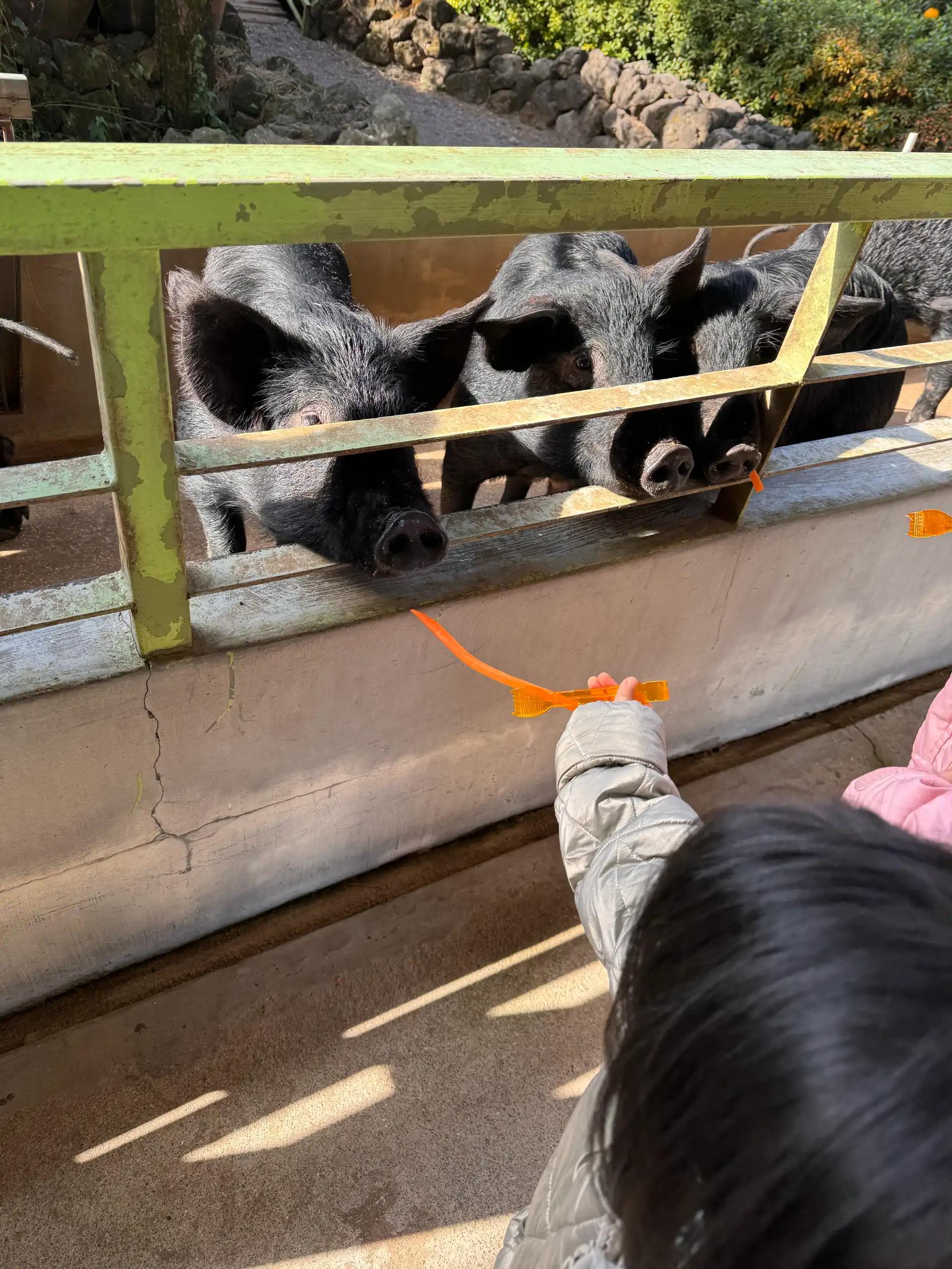 크루톡 이미지 3