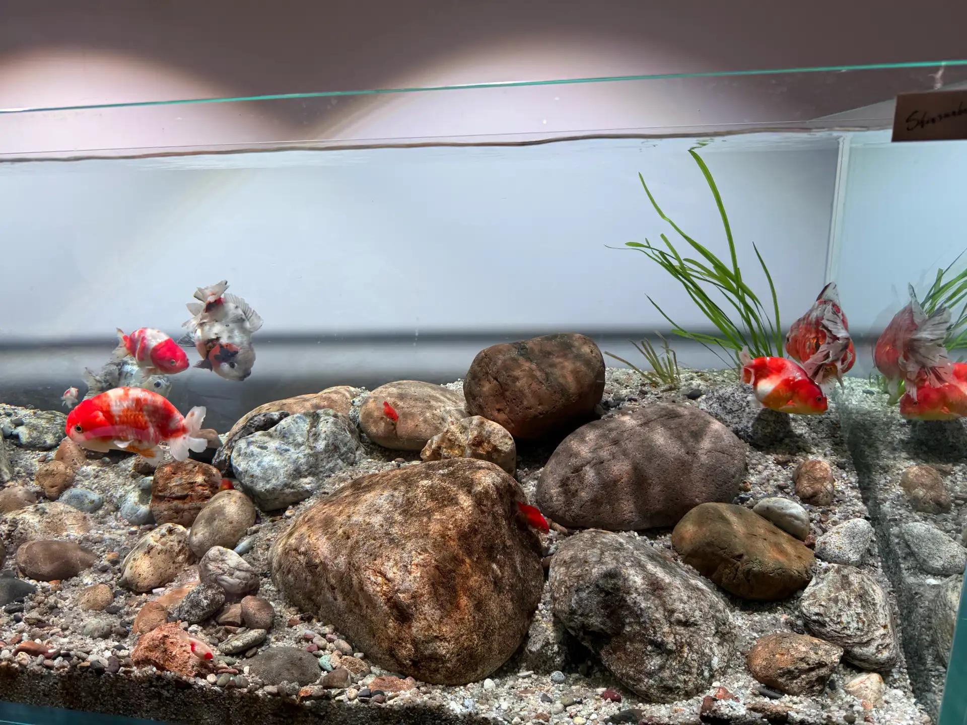 크루톡 이미지 4