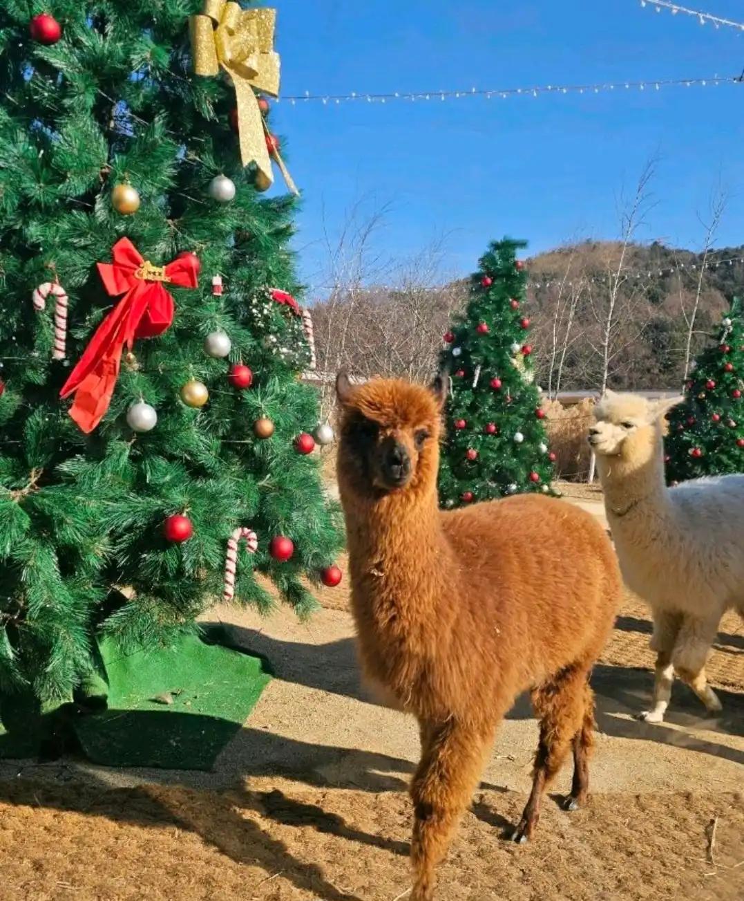 크루톡 이미지 3