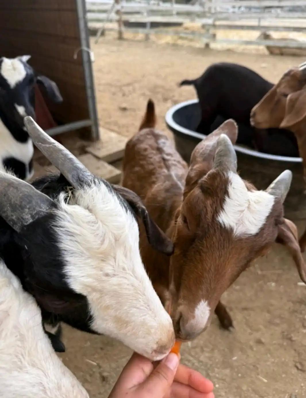 크루톡 이미지 5