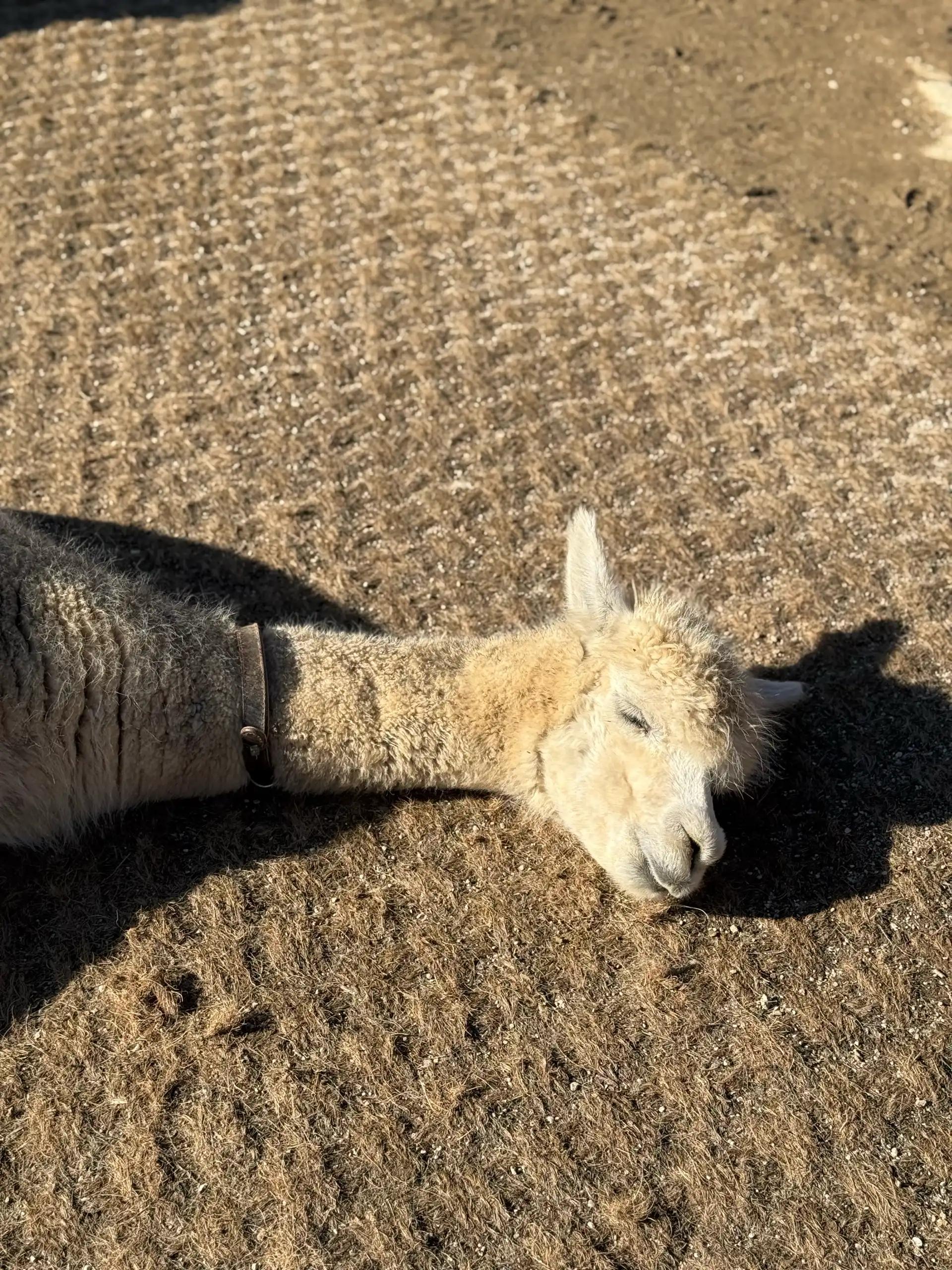 크루톡 이미지 4