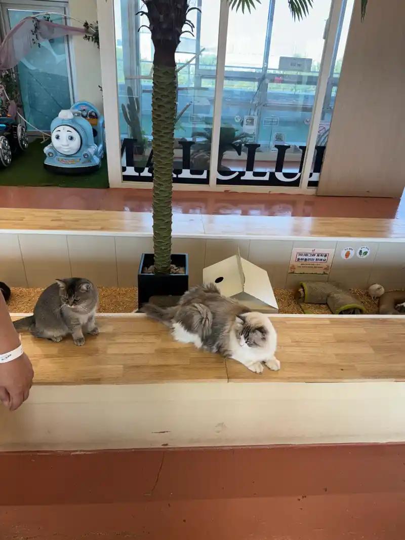 크루톡 이미지 2