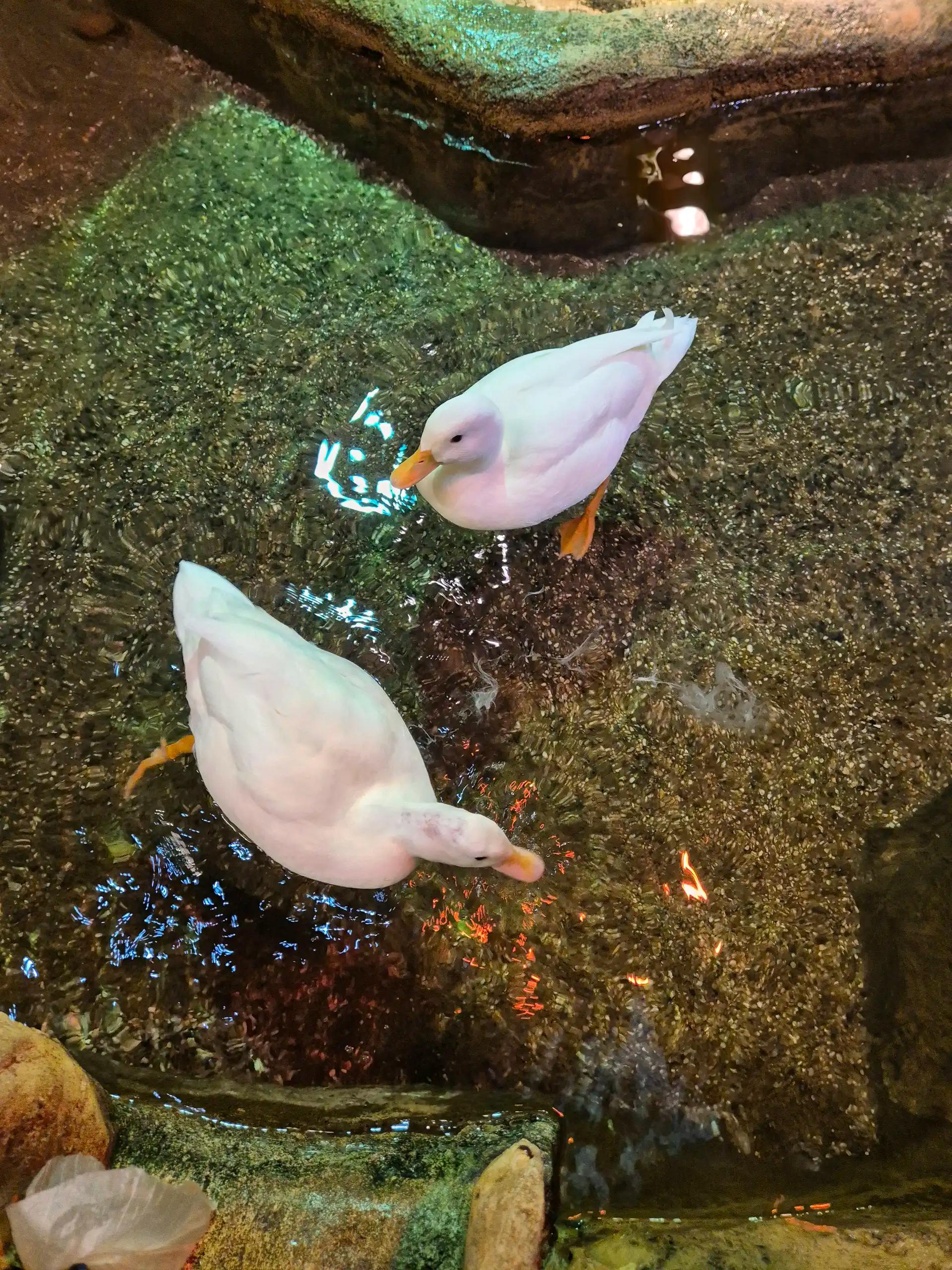 크루톡 이미지 1