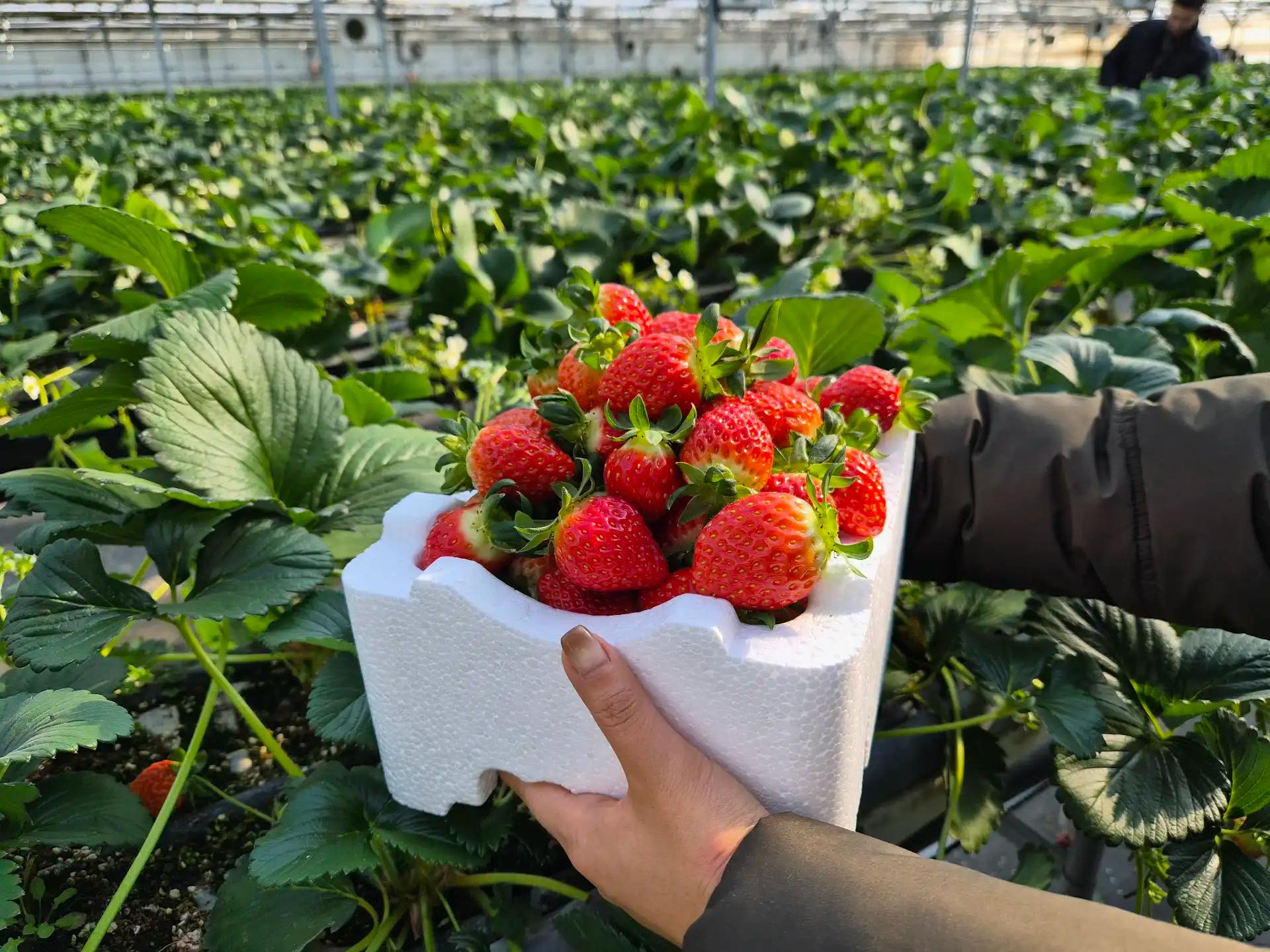 크루톡 이미지 2