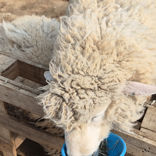 크루톡 이미지 5