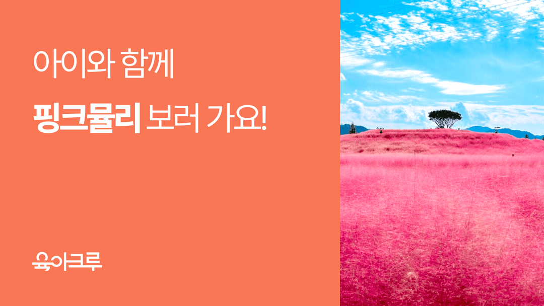 핑크뮬리 시기, 전국 명소와 축제 추천 - 아이와 함께 인생샷 남기기!