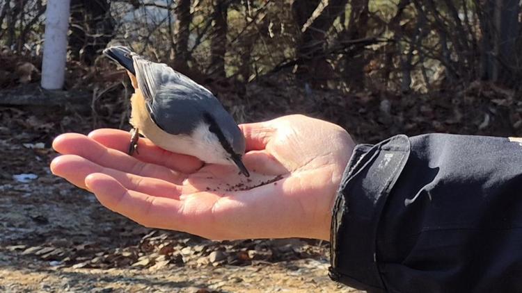 아파트 단지에서 볼 수 있는 새 - “엄마! 저 주황색 새 뭐야?”