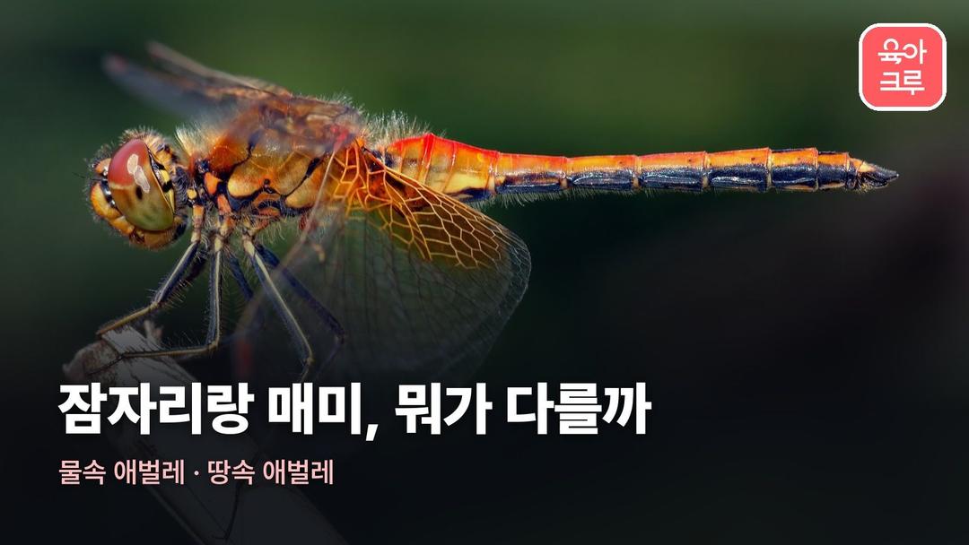 잠자리 매미 차이, 물속에서 자라는 잠자리와 땅속에서 자라는 매미