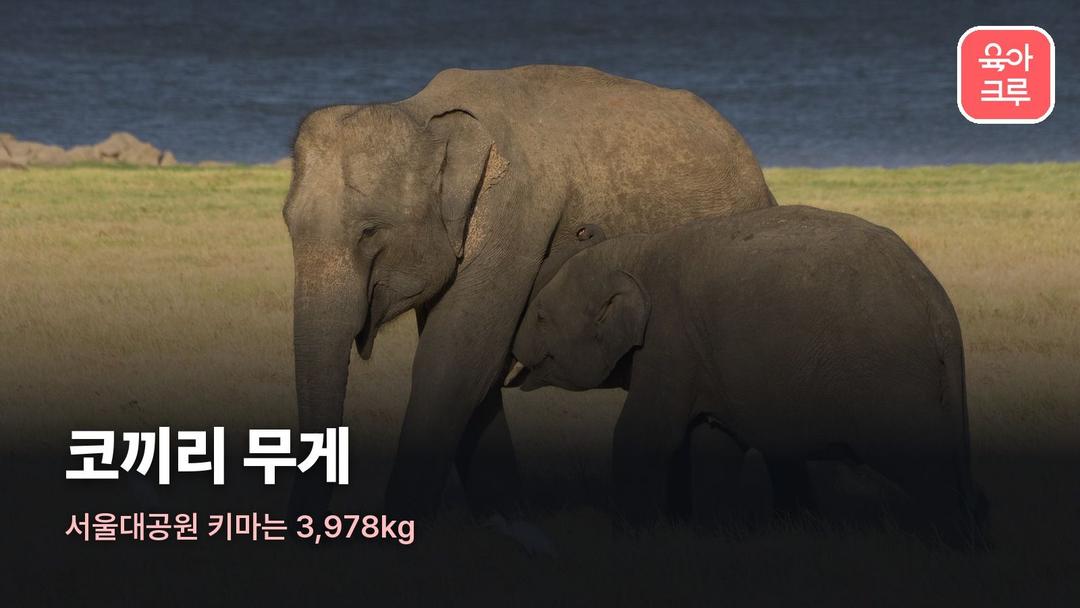 코끼리 무게, 서울대공원 코끼리 몸무게와 하루 먹는 양