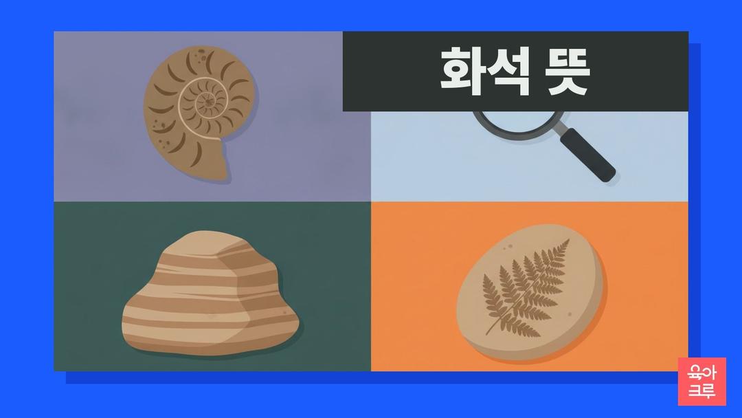 화석 뜻, 화석이 만들어지는 과정과 표준 화석 시상 화석