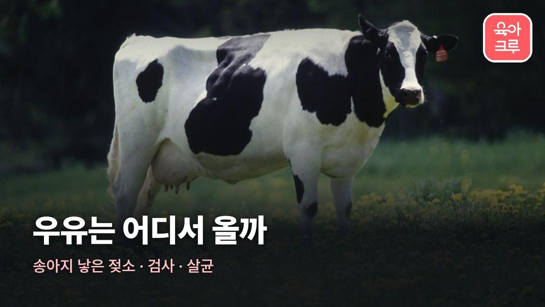 우유 만드는 과정, 젖소 목장에서 짠 원유가 우유가 되기까지