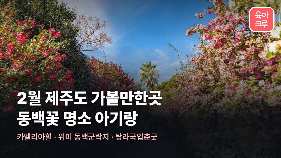 2월 제주도 가볼만한곳, 동백꽃 명소 카멜리아힐과 위미 동백군락지 아기랑