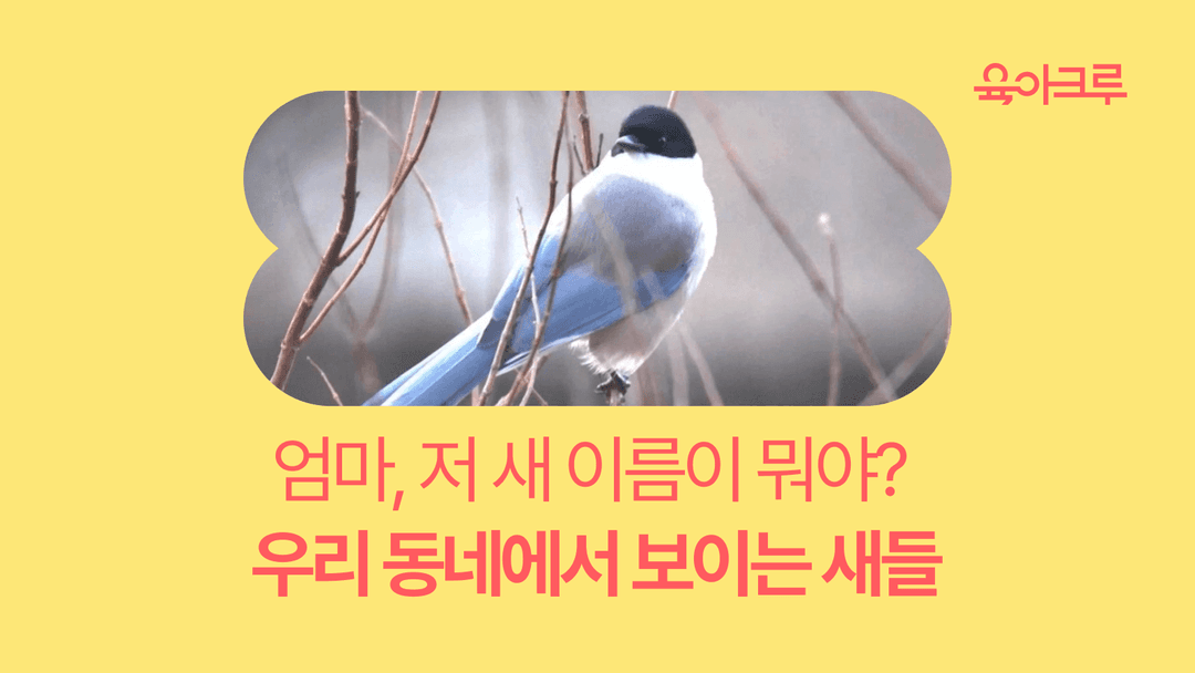 우리 동네에서 보이는 새 - “엄마, 저 새 이름이 뭐야?”