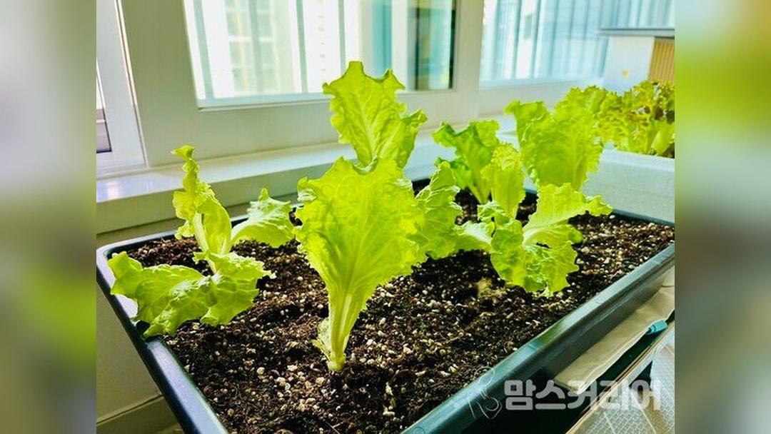 편식하던 아이가 직접 키운 상추는 먹어요! 베란다 텃밭 첫걸음 상추·방울토마토·버섯 키우기!