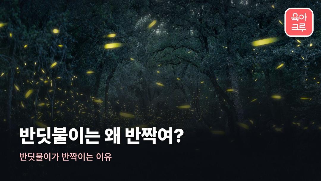 반딧불이가 반짝이는 이유, 반딧불이 빛의 비밀