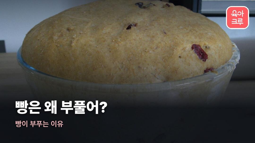 빵이 부푸는 이유, 효모와 발효 원리