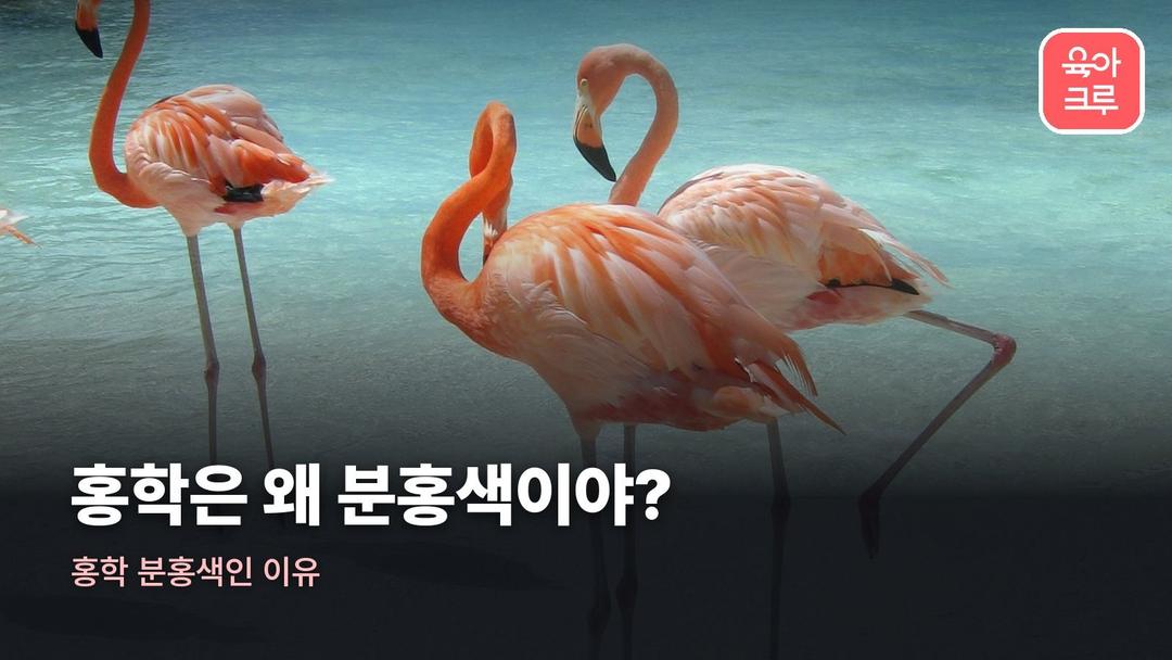 홍학 분홍색인 이유, 먹이가 만드는 홍학 색깔