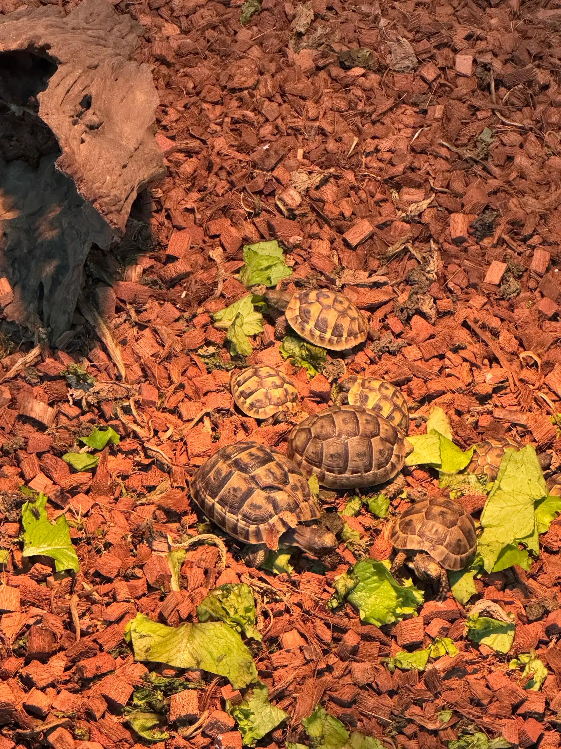 크루톡 이미지 2