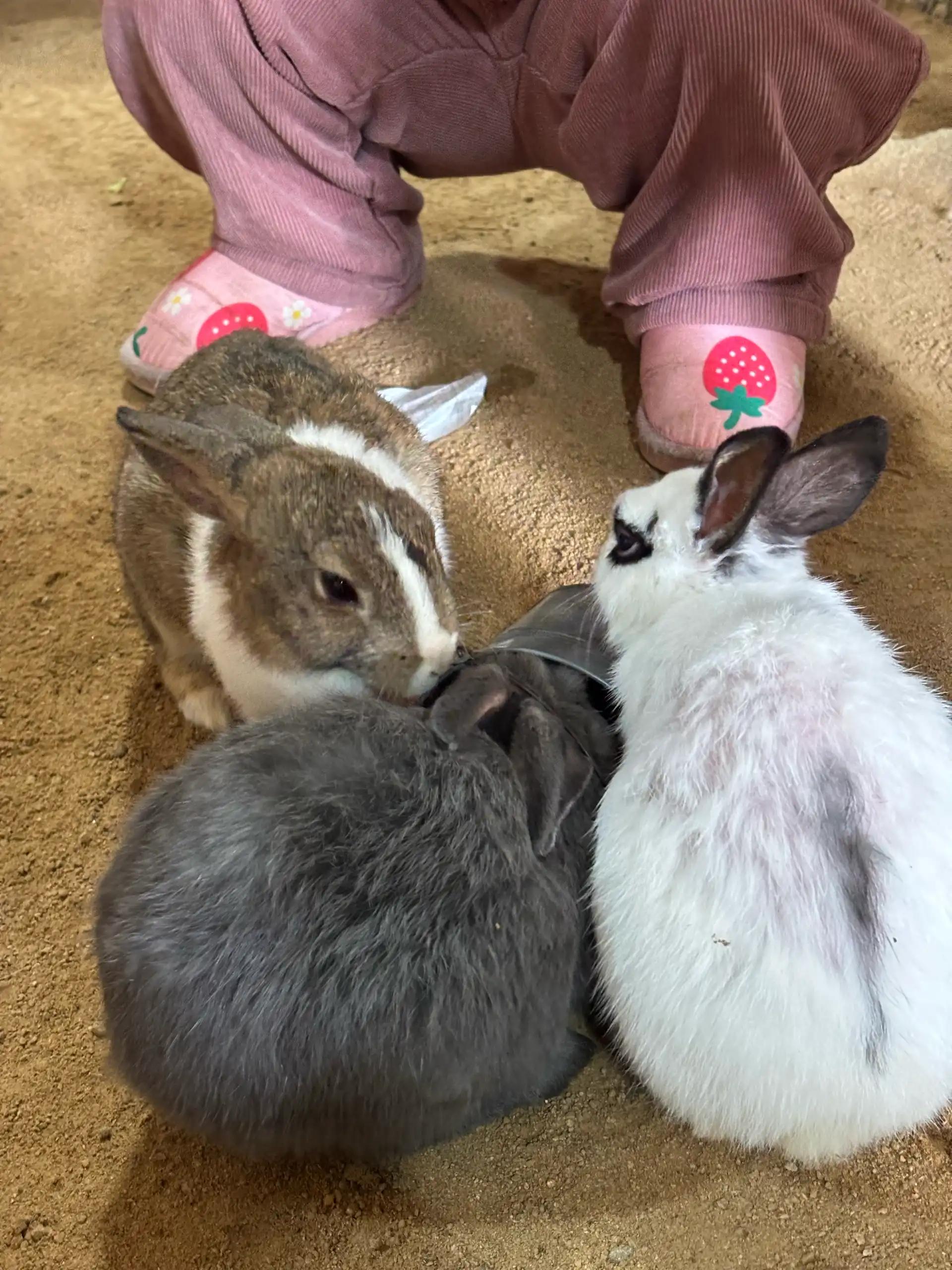 크루톡 이미지 12